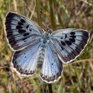 Philosophers on Butterflies